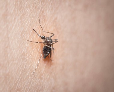 kan insan ciltte emen siyah culex sivrisinek