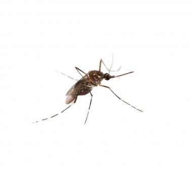 black culex mosquito isolated on white background clipart