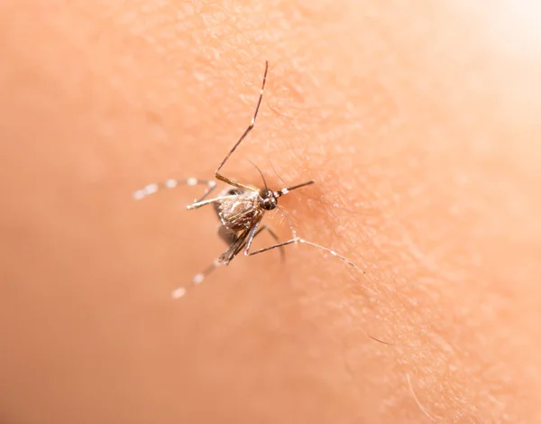 Preto Culex Mosquito Chupando Sangue Pele Humana — Fotografia de Stock