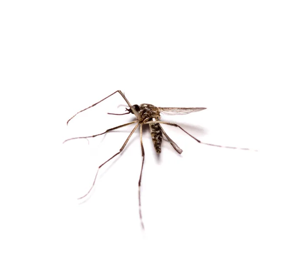 Mosquito Culex Negro Muerto Aislado Sobre Fondo Blanco —  Fotos de Stock