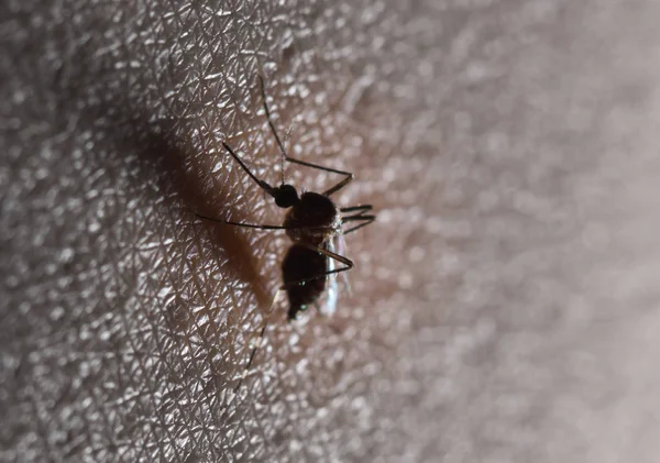 Preto Culex Mosquito Chupando Sangue Pele Humana — Fotografia de Stock