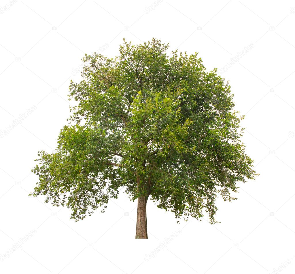 big tropical tree isolated on white background