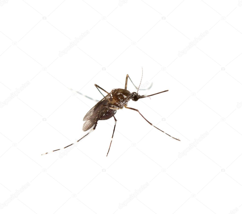 black culex mosquito isolated on white background
