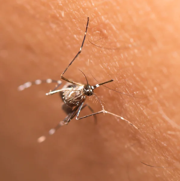 Negro Culex Mosquito Chupando Sangre Piel Humana —  Fotos de Stock