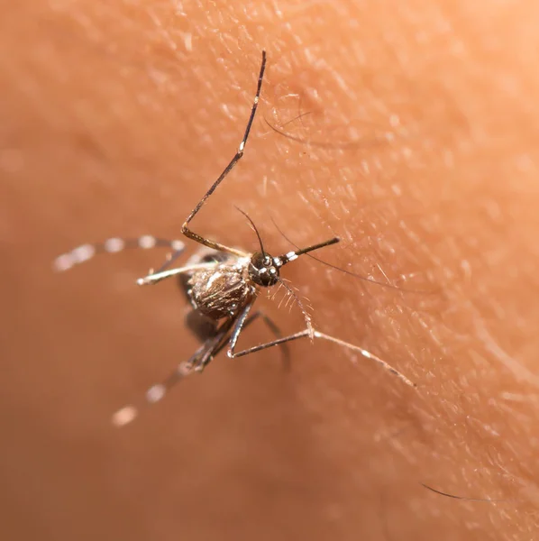 Preto Culex Mosquito Chupando Sangue Pele Humana — Fotografia de Stock