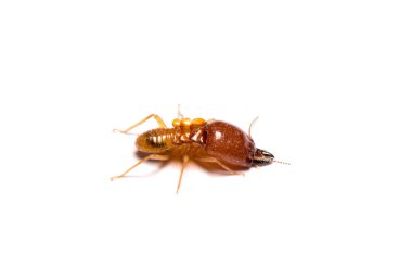 closeup big termite soldier isolated on white background clipart
