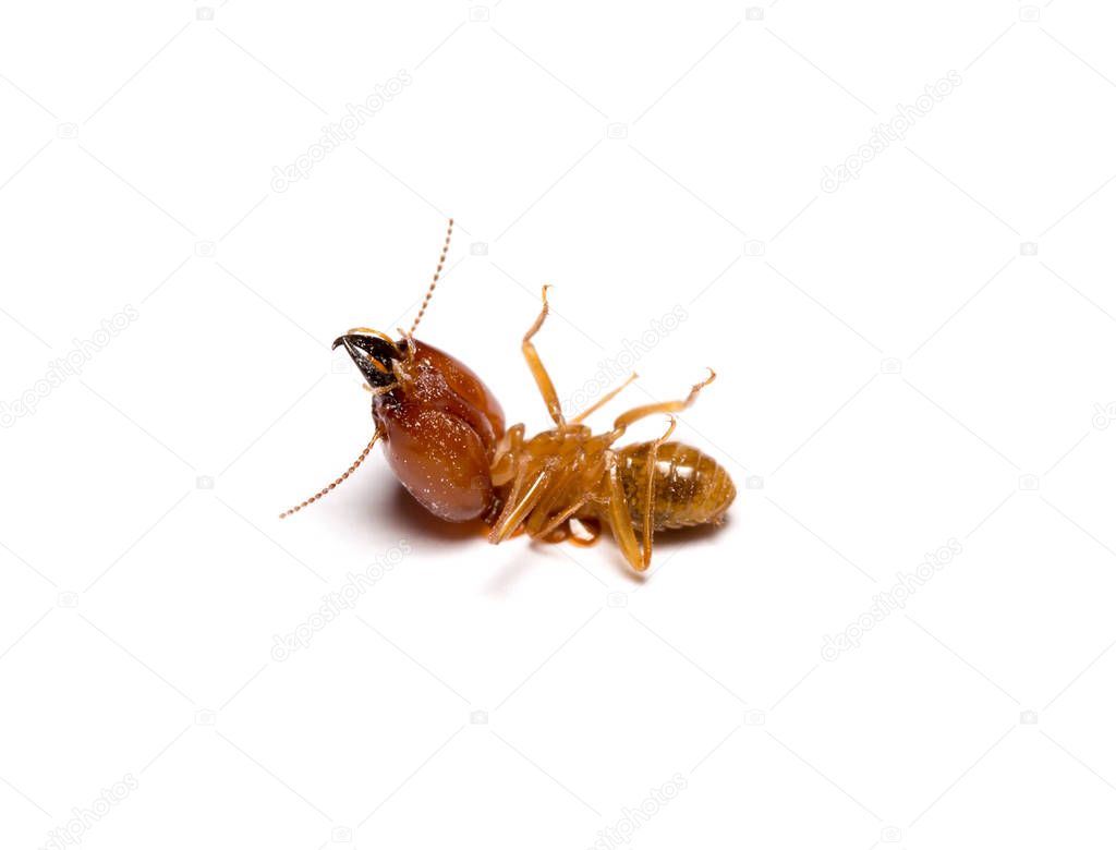 closeup big termite soldier isolated on white background
