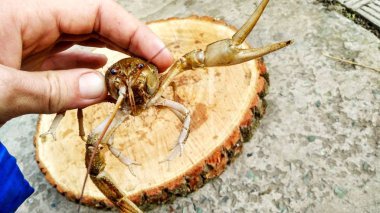 ahşap bir tahta üzerinde kerevit