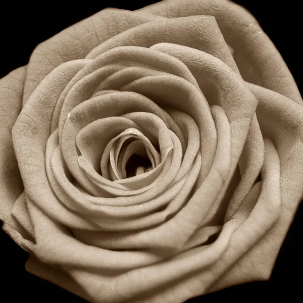 Detailed flower photo in sepia and dark background