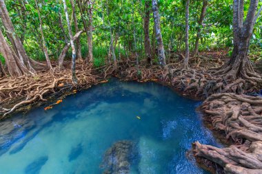 Muhteşem kristal berraklığında zümrüt kanal mangrov orman, Krabi il, Tayland