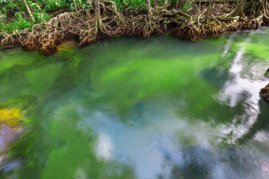 Muhteşem kristal berraklığında zümrüt kanal mangrov orman, Krabi il, Tayland