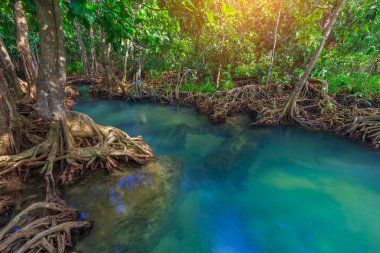 Muhteşem kristal berraklığında zümrüt kanal mangrov orman, Krabi il, Tayland