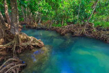 Muhteşem kristal berraklığında zümrüt kanal mangrov orman, Krabi il, Tayland