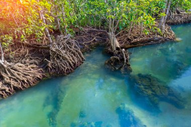 Muhteşem kristal berraklığında zümrüt kanal mangrov orman, Krabi il, Tayland