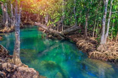 Muhteşem kristal berraklığında zümrüt kanal mangrov orman, Krabi il, Tayland