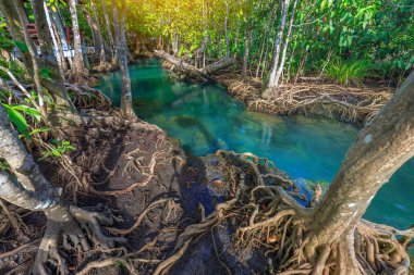 Muhteşem kristal berraklığında zümrüt kanal mangrov orman, Krabi il, Tayland