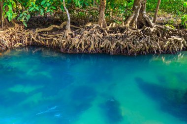Muhteşem kristal berraklığında zümrüt kanal mangrov orman, Krabi il, Tayland