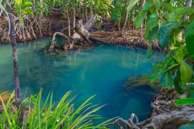 Muhteşem kristal berraklığında zümrüt kanal mangrov orman, Krabi il, Tayland