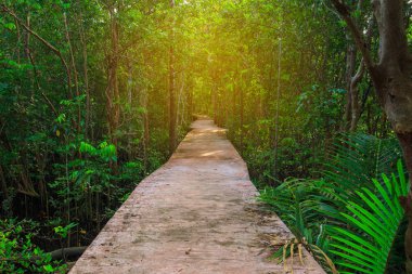 Muhteşem kristal berraklığında zümrüt kanal mangrov orman, Krabi il, Tayland