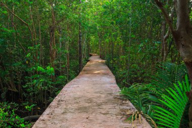 Muhteşem kristal berraklığında zümrüt kanal mangrov orman, Krabi il, Tayland