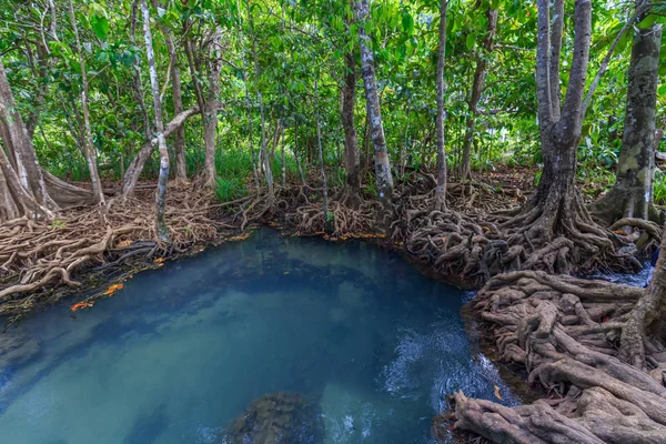 Muhteşem kristal berraklığında zümrüt kanal mangrov orman, Krabi il, Tayland