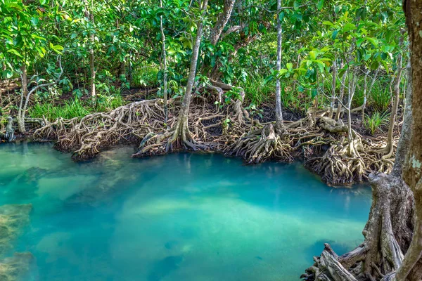 Muhteşem kristal berraklığında zümrüt kanal mangrov orman, Krabi il, Tayland