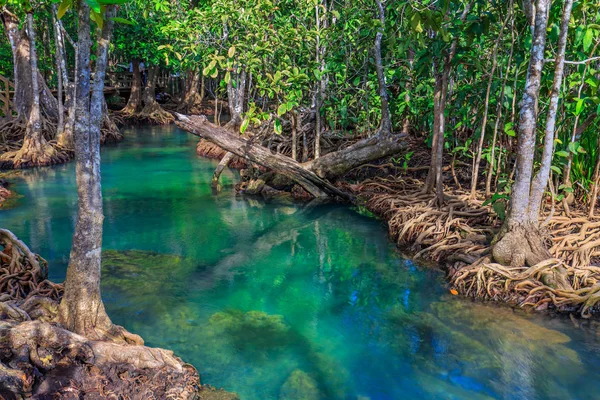 Muhteşem kristal berraklığında zümrüt kanal mangrov orman, Krabi il, Tayland
