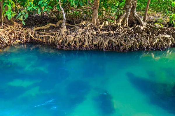 Muhteşem kristal berraklığında zümrüt kanal mangrov orman, Krabi il, Tayland