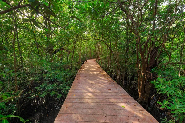 Muhteşem kristal berraklığında zümrüt kanal mangrov orman, Krabi il, Tayland