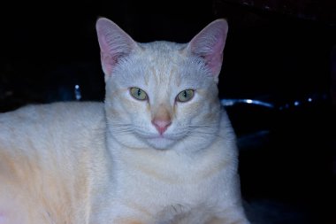 Cat hayatından zevk alıyor ve yumuşak odaklanıyor.