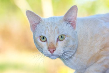 Cat hayatından zevk alıyor ve yumuşak odaklanıyor.