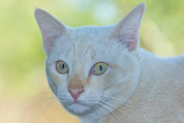 Cat hayatından zevk alıyor ve yumuşak odaklanıyor.