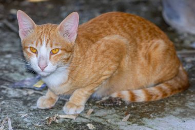 Cat hayatından zevk alıyor ve yumuşak odaklanıyor.
