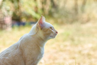 Cat hayatından zevk alıyor ve yumuşak odaklanıyor.