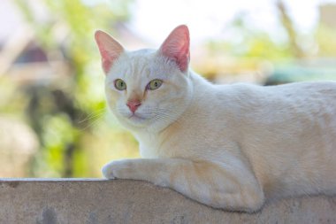 Cat hayatından zevk alıyor ve yumuşak odaklanıyor.