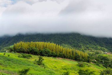 Dağdaki çam ormanı
