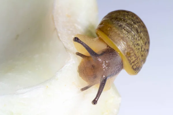 Cantareus Apertus Snail Eats Fennel White Background — Stock Photo, Image