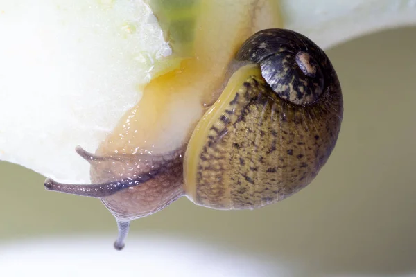 Cantareus Apertus Snail Eats Fennel Green Background — Stock Photo, Image