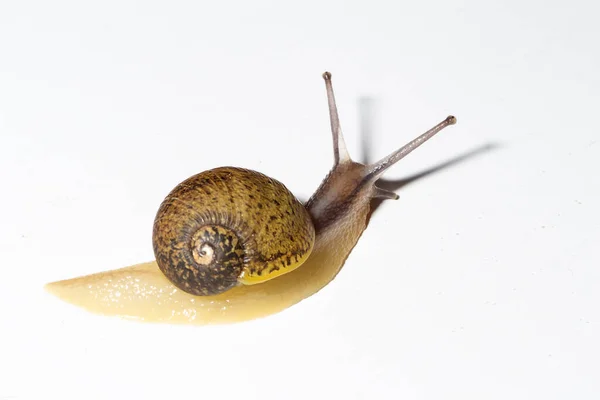 Cantareus Apertus Escargot Mange Fenouil Avec Fond Blanc Image En Vente