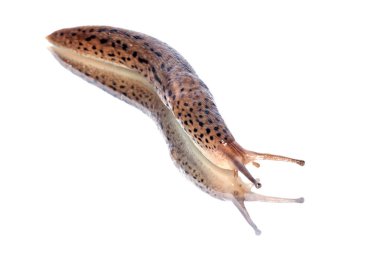 Limax Maximus salyangoz beyaz arka planda yürüyor