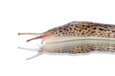 Limax Maximus salyangoz beyaz arka planda yürüyor