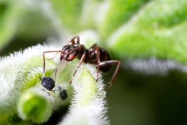 Formika cunicularia balçığı elde etmek için yaprak biti sağar.