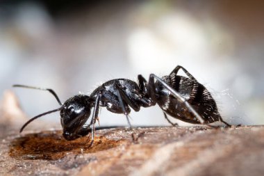 Camponotus vagus yaşlı bir ağaçta su ve şeker içer.