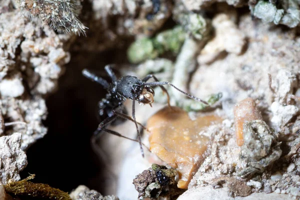 Aphaenogaster Spinosa Переместить Немного Скалы Пределы Гнезда — стоковое фото