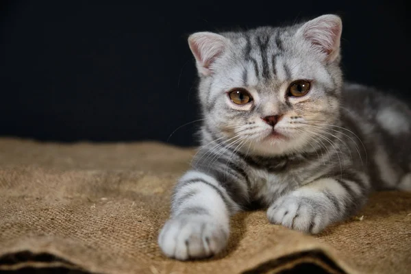 Yavru kedi çantanın üzerinde yatıyor ve dört gözle bekliyor.