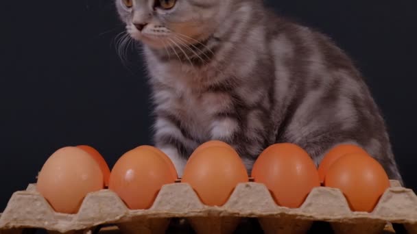 子猫は卵のカートンの隣に座っています — ストック動画