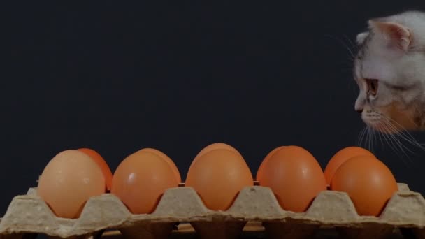 Gatinho guarda os ovos na caixa — Vídeo de Stock