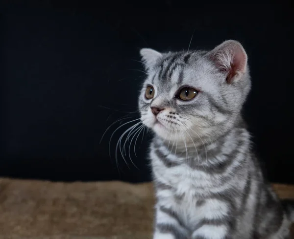 Siyah arkaplanda kedi resmi