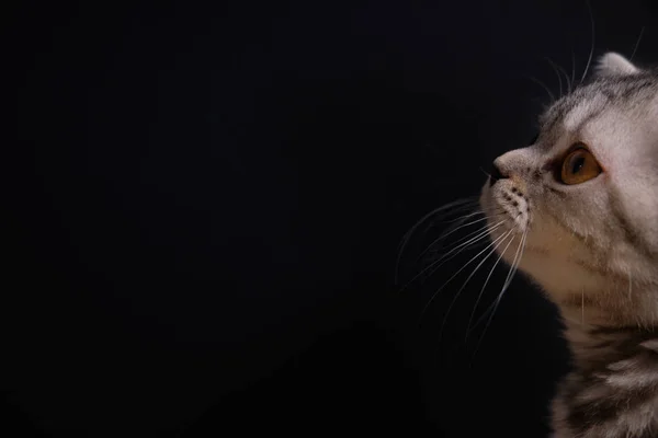 Portrait of kitten on black background — Stock Photo, Image