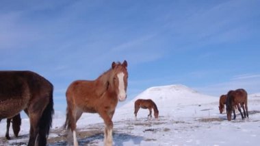 Herd of horses in the field in winter
